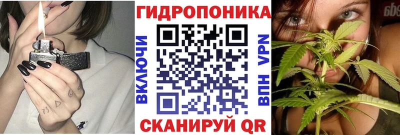 Каннабис индика Волхов
